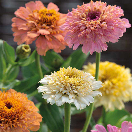Zinnia 'Peached & Cream' mix