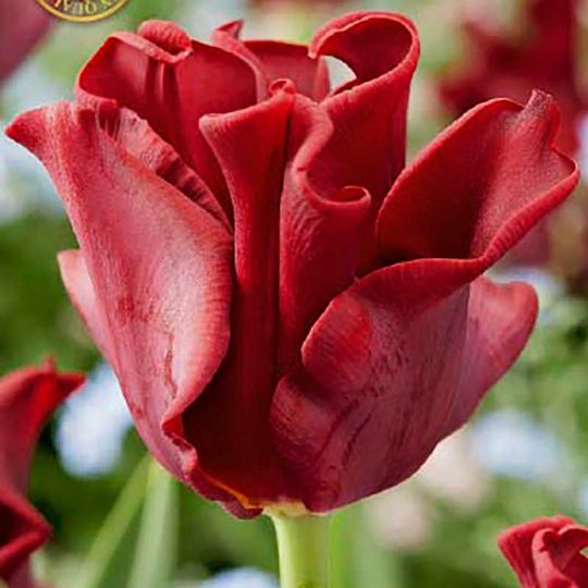 Tulpan 'Red Dress'