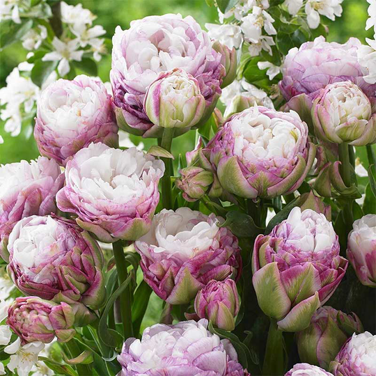 Tulpan 'Peggy Wonder'