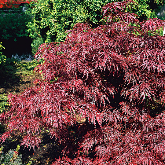 Japansk blodfliklönn 'Garnet'