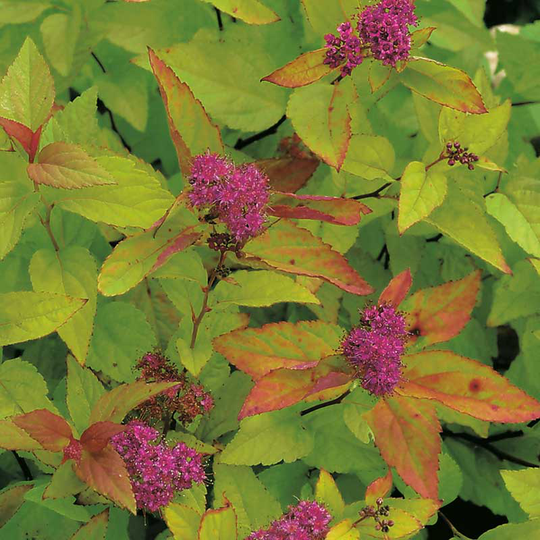 Praktspiraea 'Firelight, 1-pack