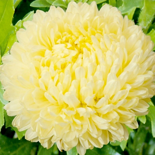 Aster Paeony, yellow