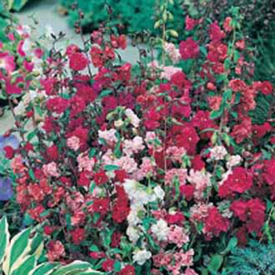 Atlasblomma, dubbel mix