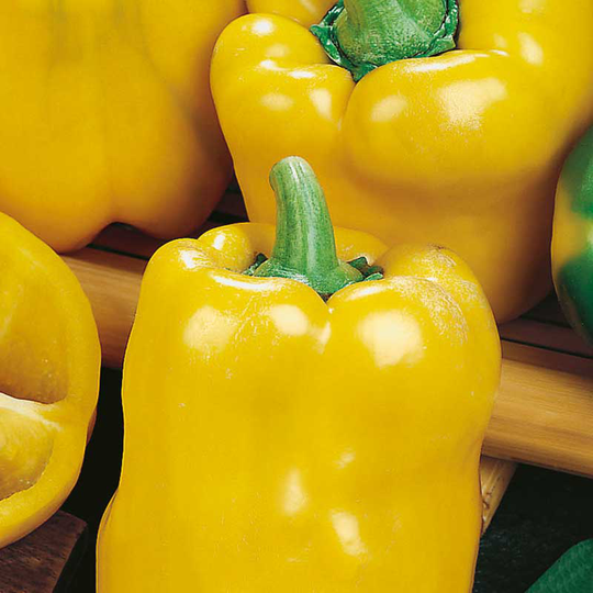 Paprika 'Quadrato D'Asti Giallo', ekologisk