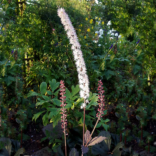 Höstsilverax 'Brunette', 2L