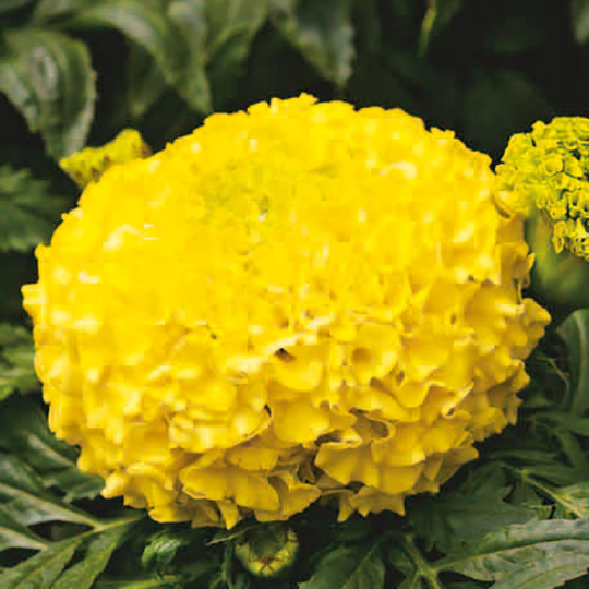 Tagetes Calando Lemon