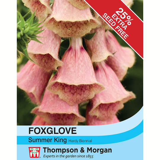 Fingerborgsblomma 'Summer king'