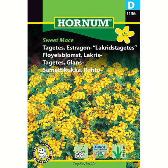 Tagetes 'Sweet Mace'