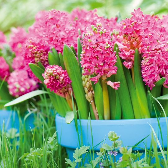 Hyacint ’Jan Bos’, julblommande