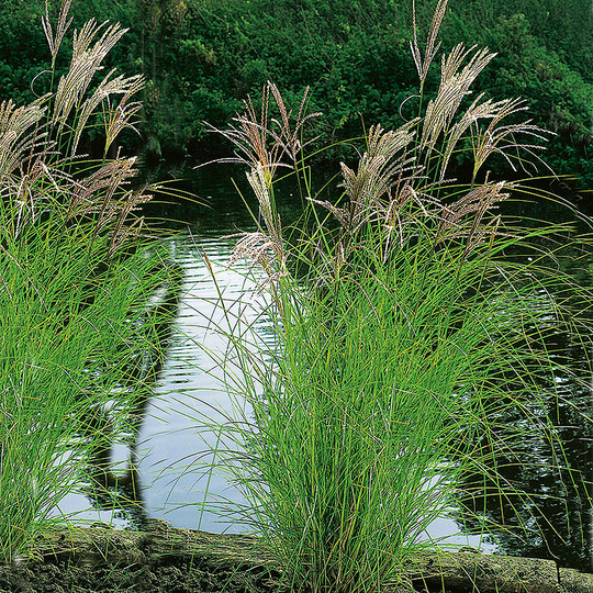 Glansmiskantus 'Kleine Silberspinne'