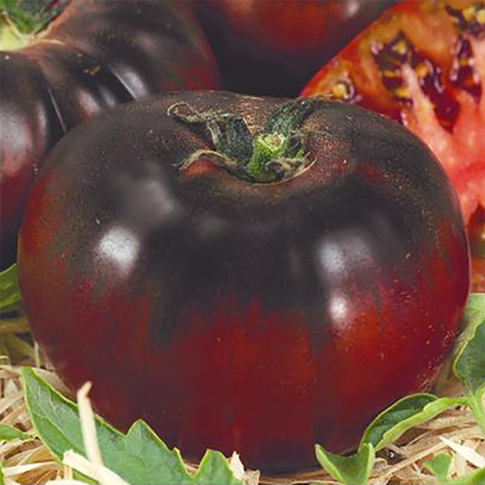 Tomat 'Black Prince'