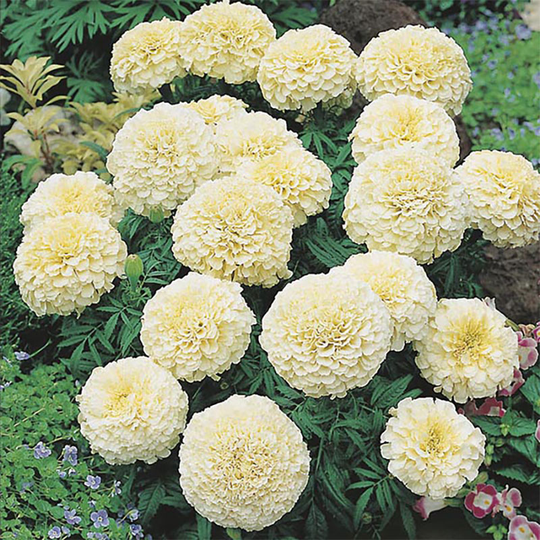 Stor tagetes 'Vanilla' F1