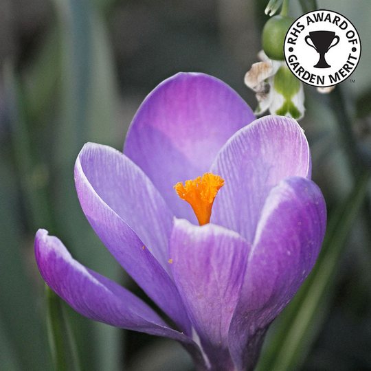 Hybridsnökrokus ’Vanguard’