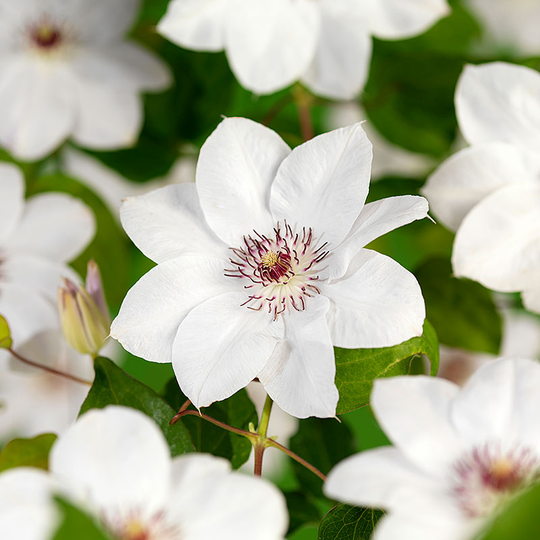 Klematis 'Miss Bateman'