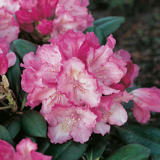 Rhododendron 'Polaris'