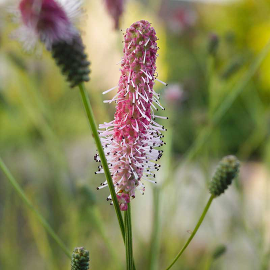 Blodtopp 'Pink Tanna', 6-pack