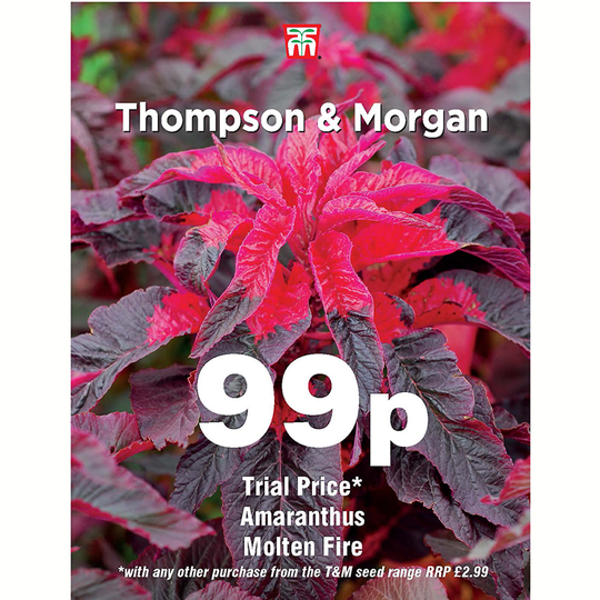 Papegojamarant 'Molten Fire'