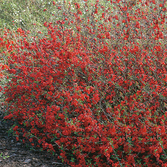 Hybridrosenkvitten 'Nicoline'