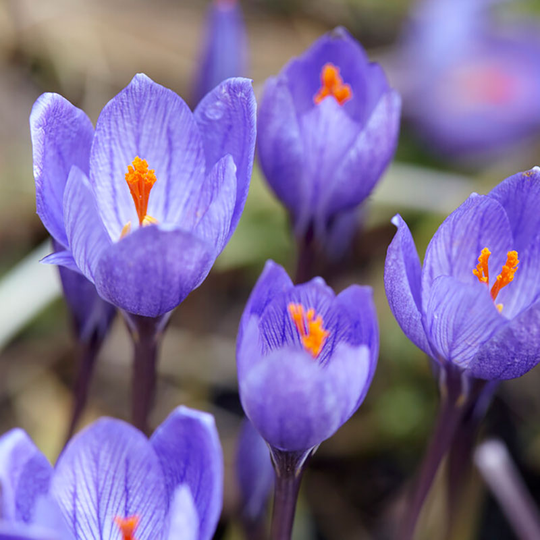 Höstkrokus 'Artabir'
