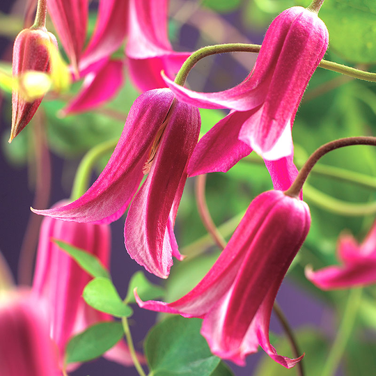 Klematis 'Princess Diana'