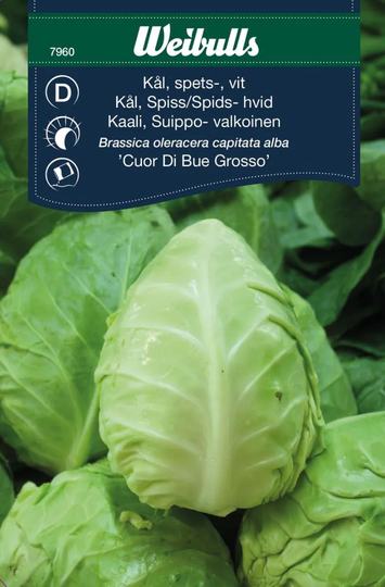 Weibulls Spetskål Brassica Olearcea