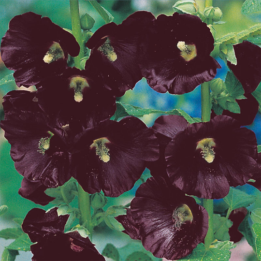 Stockros 'Nigra'