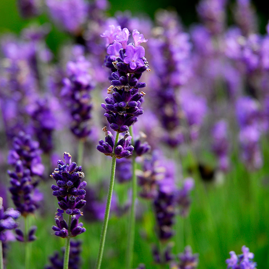 Lavendel 'Hidcote'