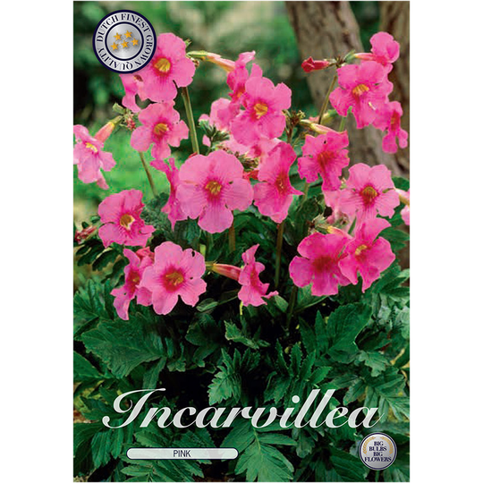 Rosenincarvillea ’Pink’