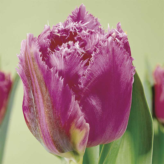 Franstulpan 'Matchpoint'