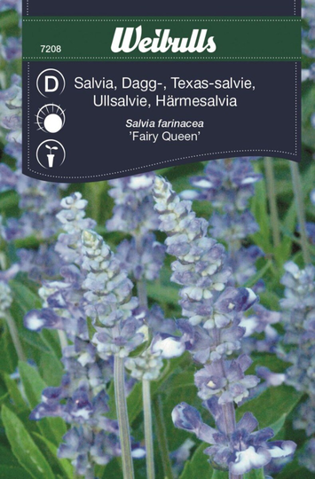 Weibulls Daggsalvia Fairy Queen