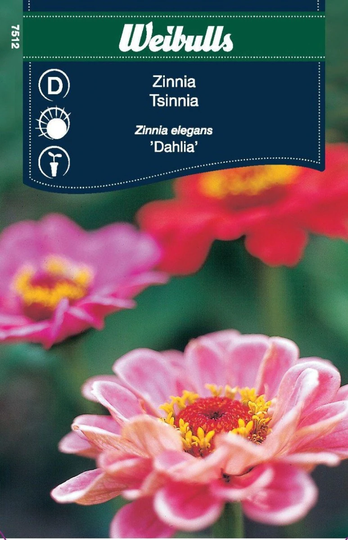 Weibulls Zinnia Dahliablom
