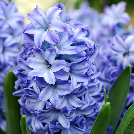 Hyacint ’Delft Blue’, julblommande