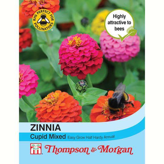 Zinnia 'Cupid', mix
