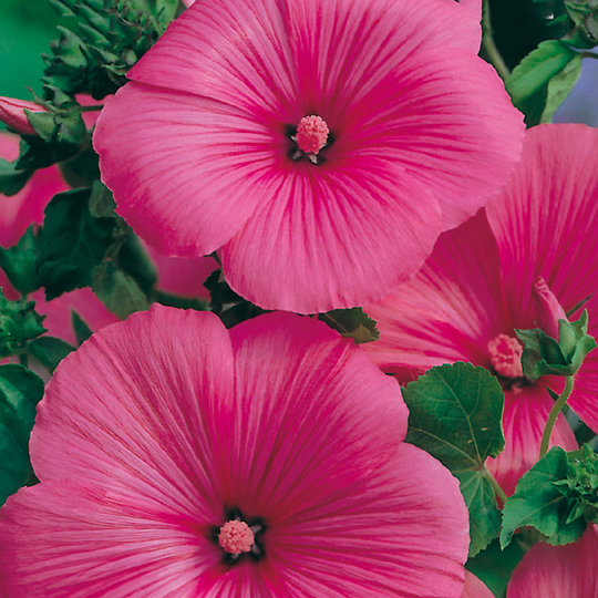 Sommarmalva 'Ruby Regis'