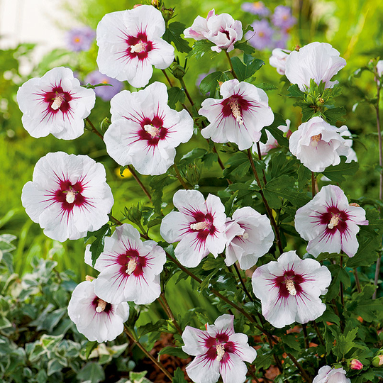 Frilandshibiskus 'Red Heart'
