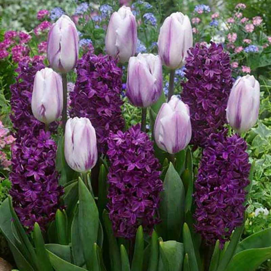 Deep Purple, mix