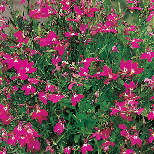 Hänglobelia 'Red Cascade'