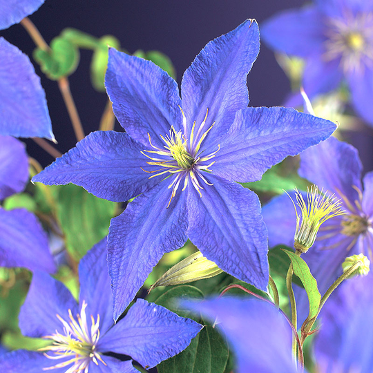 Klematis 'Rhapsody'