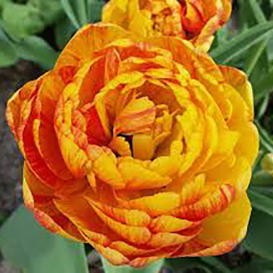 Tulpan ’Beauty of Apeldoorn’