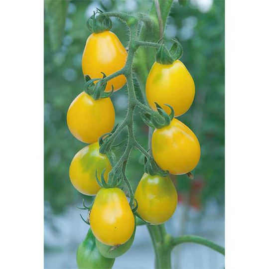 Tomatplanta Pärontomat 'Yellow Submarin'