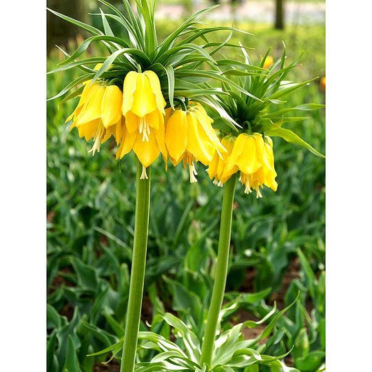 Kejsarkrona 'Lutea'
