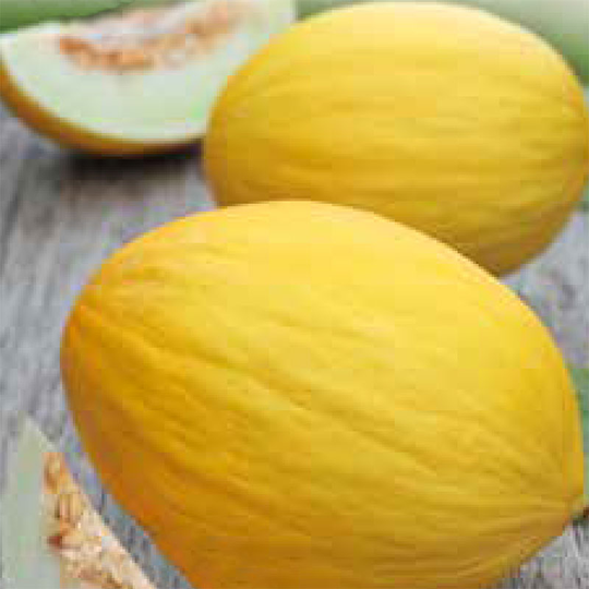 Melon 'Jaune Canari 2'