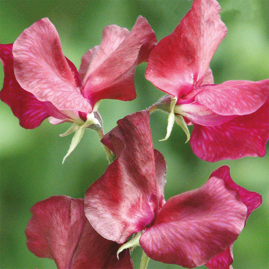 Luktärt 'Windsor'
