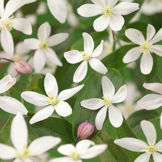 Garden Green Vintergrön Klematis Armandii Apple Blossom 40-60 cm, 5 Pack