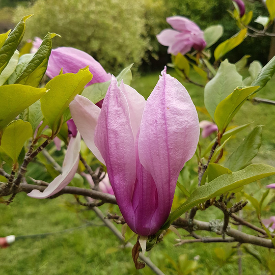 Rosenmagnolia 'Susan'