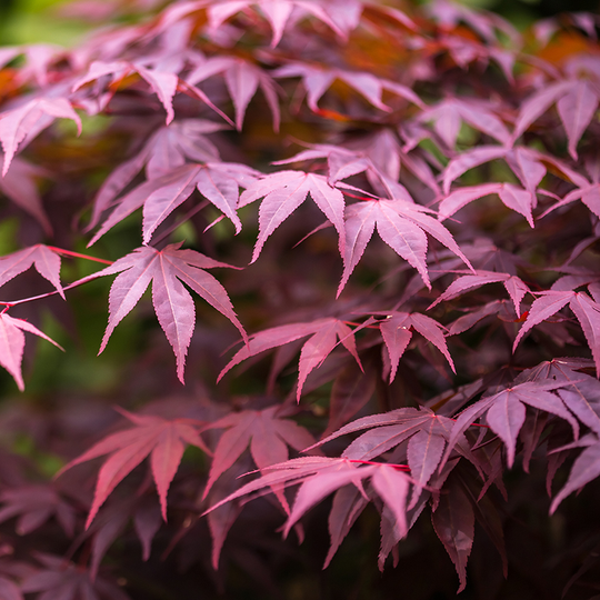 Japansk lönn 'Bloodgood'