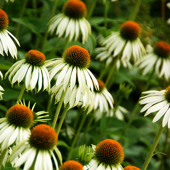 Röd solhatt 'Alba'