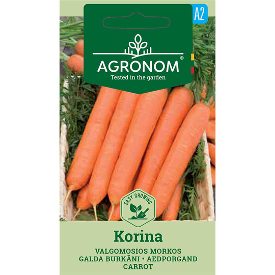 Morot 'Korina'