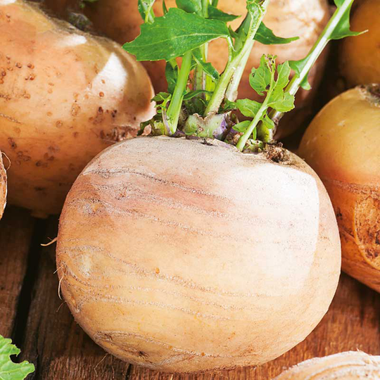 Majrova 'Goldana', ekologisk