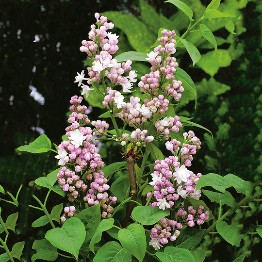 Syren, Syringa vulgaris 'Beauty of Moscow'